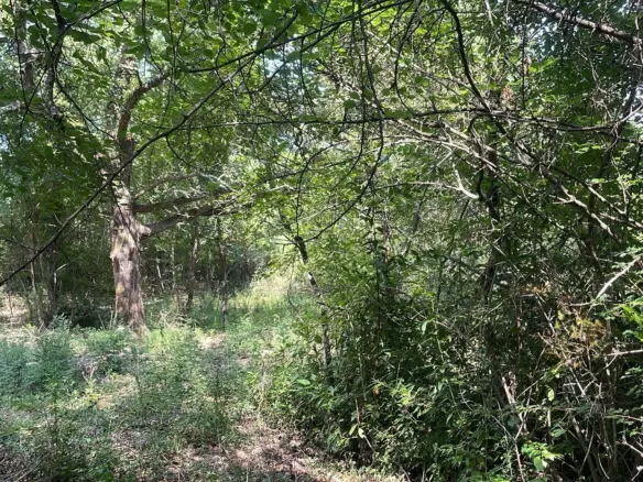 Land In Pićan, Croatia (3.380 M²)