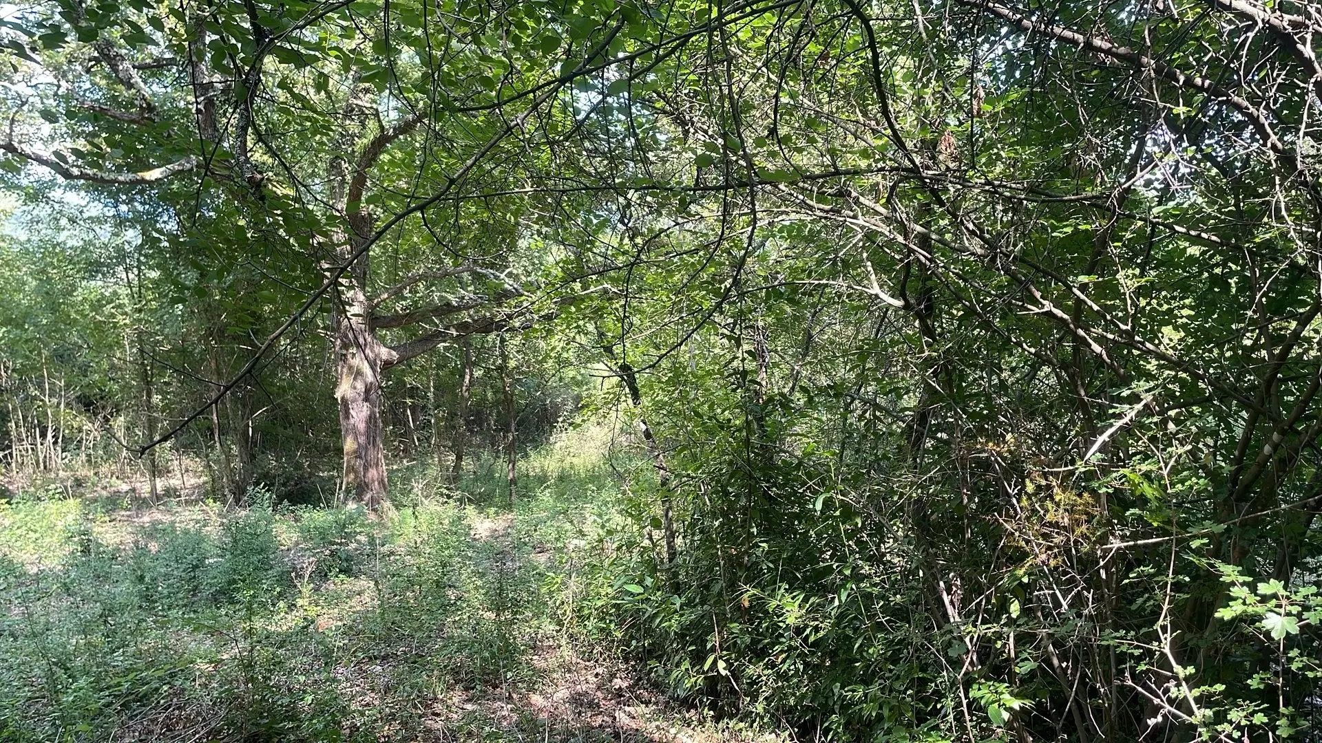 Land In Pićan, Croatia (3.380 M²)