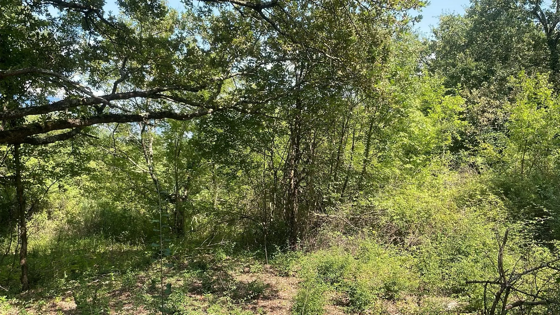 Land In Pićan, Croatia (3.380 M²)