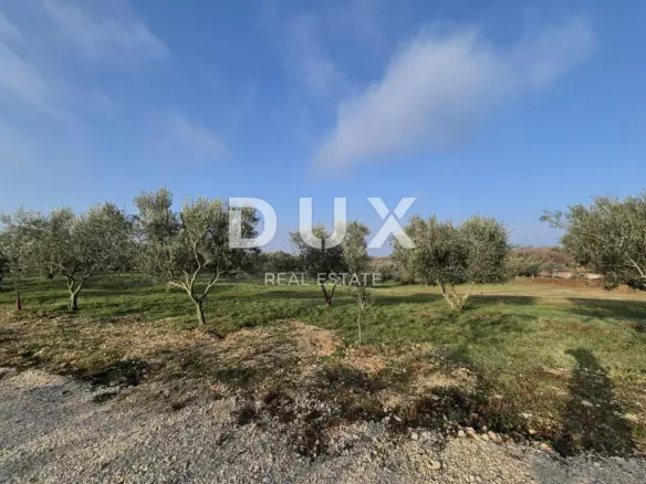 Land In Buje, Croatia (1.494 M²)