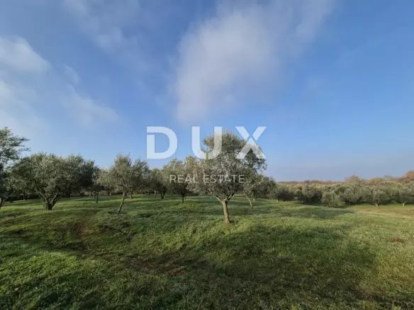 Land In Buje, Croatia (1.494 M²)