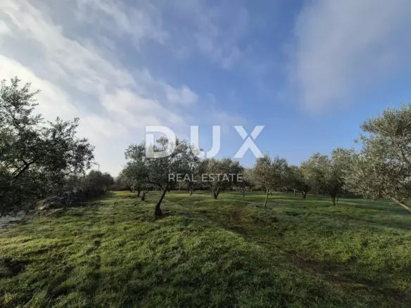 Land In Buje, Croatia (1.423 M²)