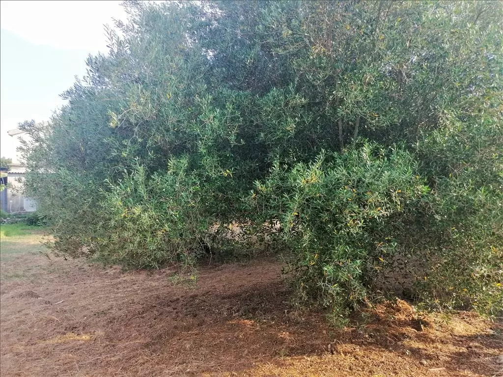 Land In Greece