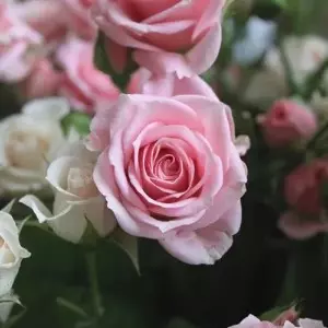 RenataMakai