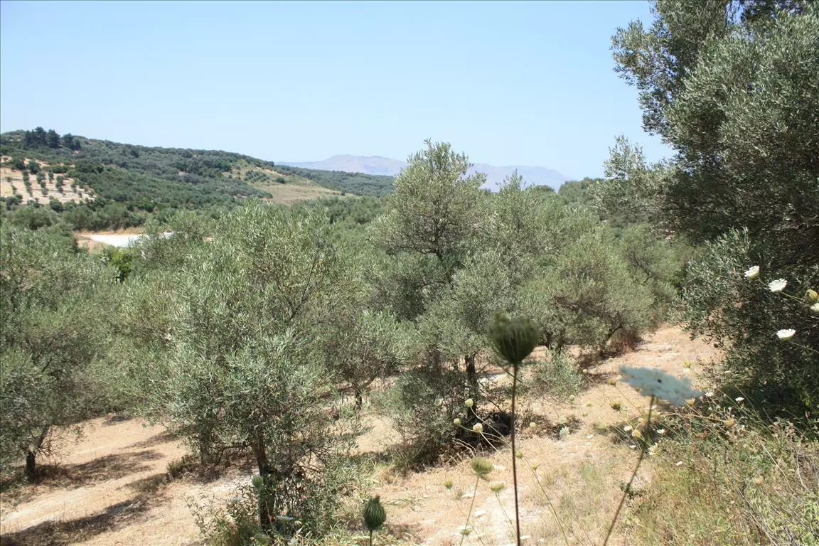 Land In Georgioupoli, Greece