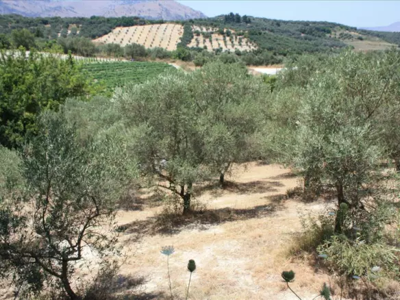 Land In Georgioupoli, Greece