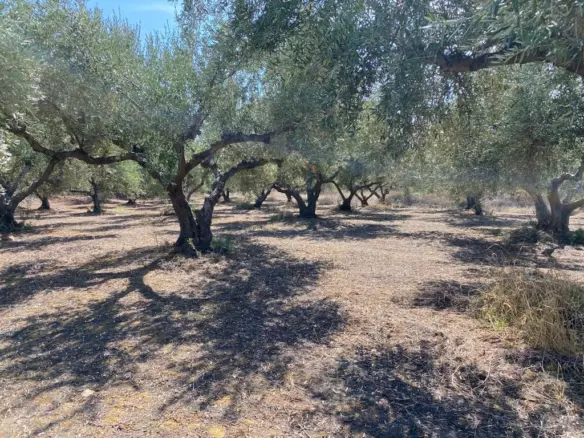 Land In Platanias, Greece