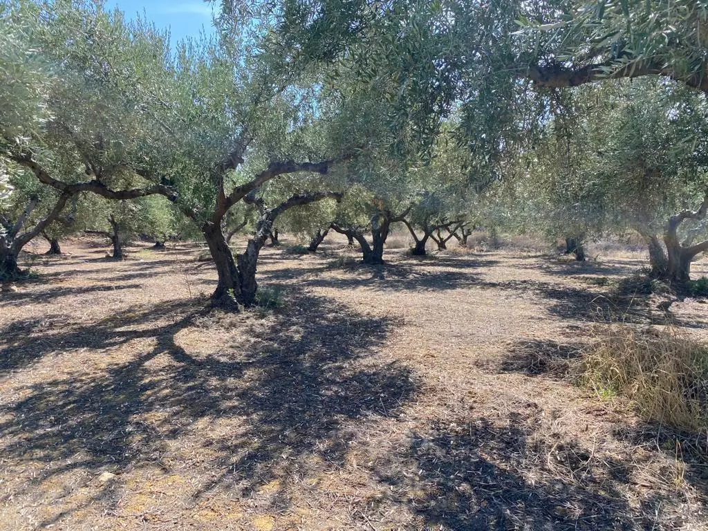 Land In Platanias, Greece
