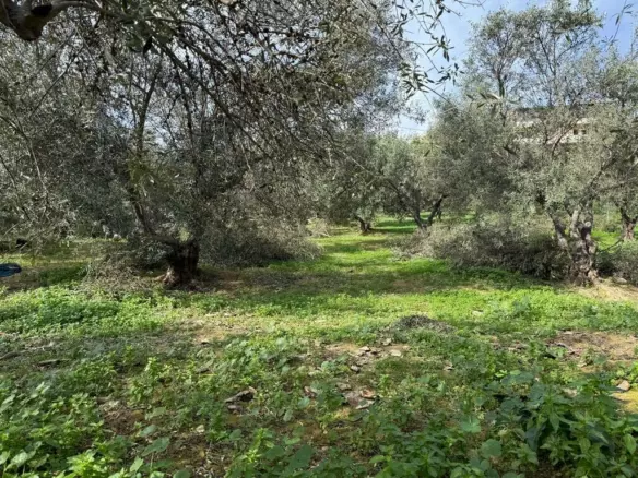 Land In Nea Kidonia, Greece