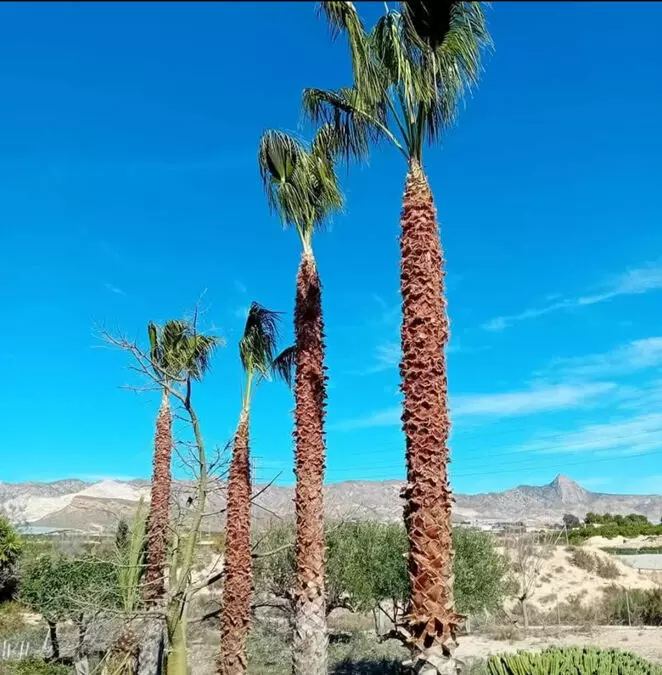 3-bedroom Country House In Orihuela, Spain (280 M²)