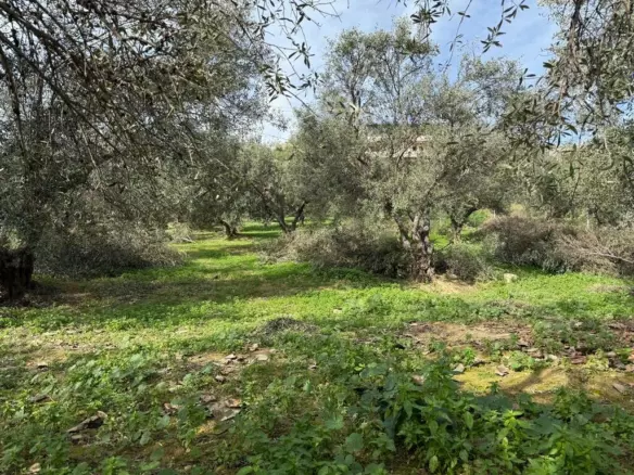 Land In Nea Kidonia, Greece