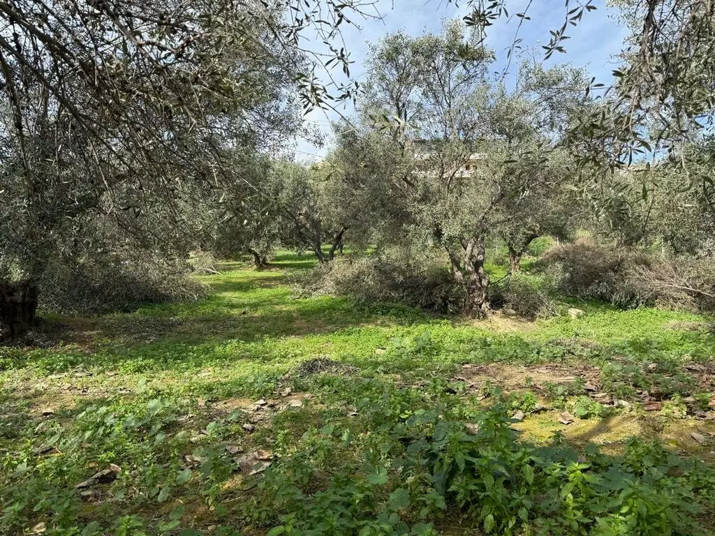 Land In Nea Kidonia, Greece
