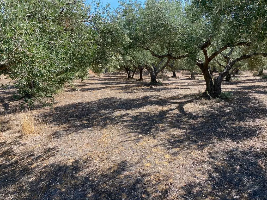 Land In Platanias, Greece