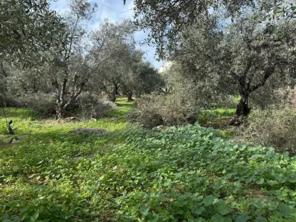 Land In Nea Kidonia, Greece