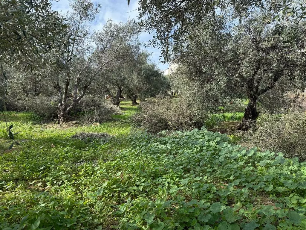 Land In Nea Kidonia, Greece