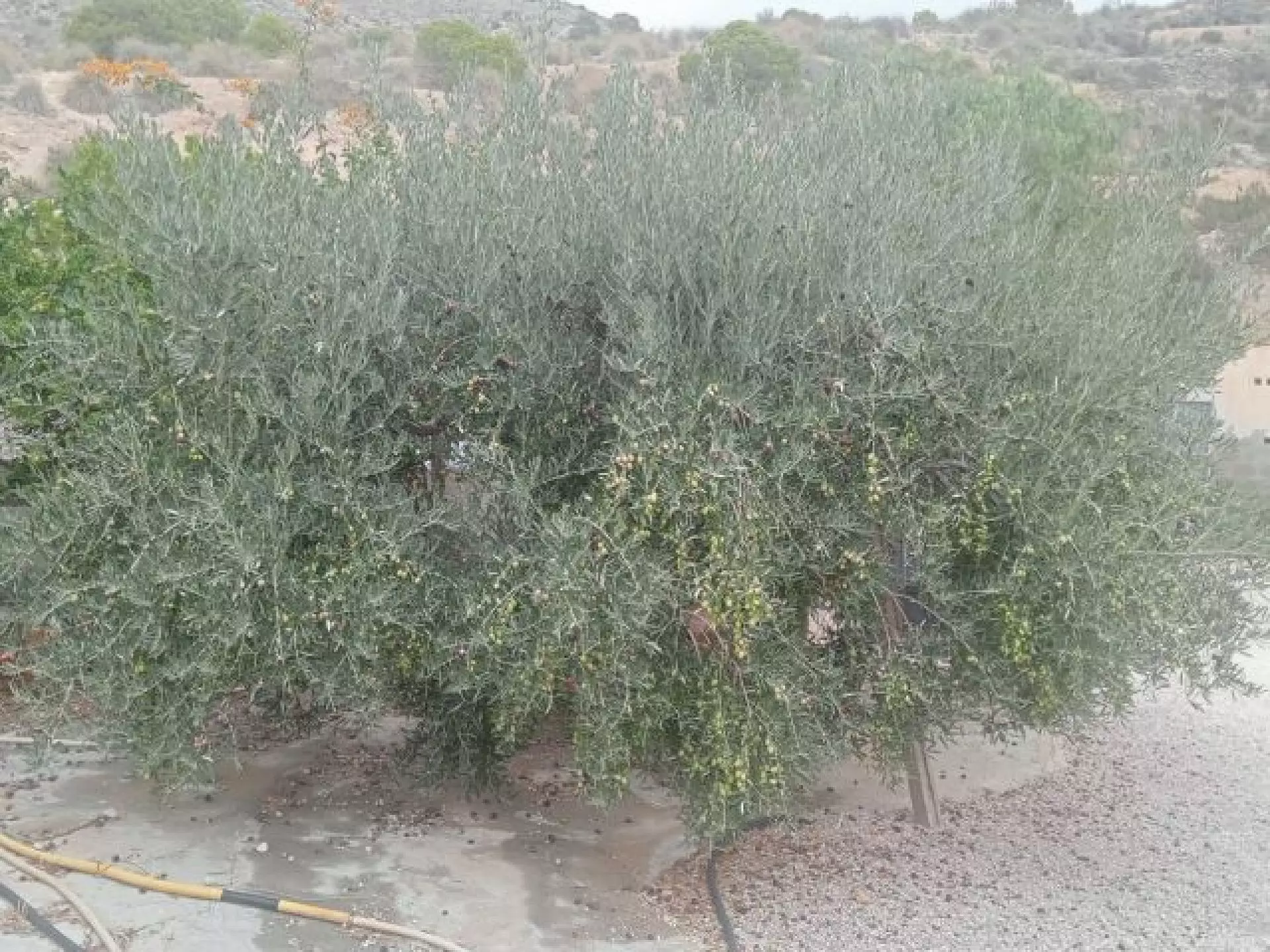 w_cc0673c-639×479-98892c 4-bedroom Finca In Crevillente, Spain (200 M²)
