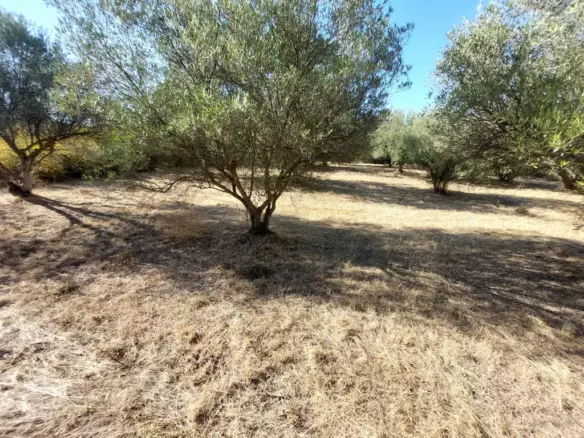 Land In Vasilika, Greece
