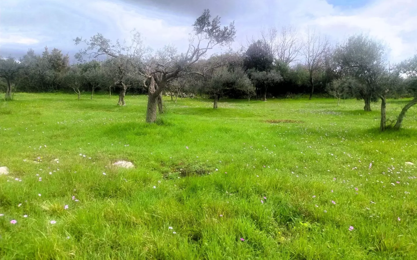 Land In Šijana, Croatia (3.353 M²)