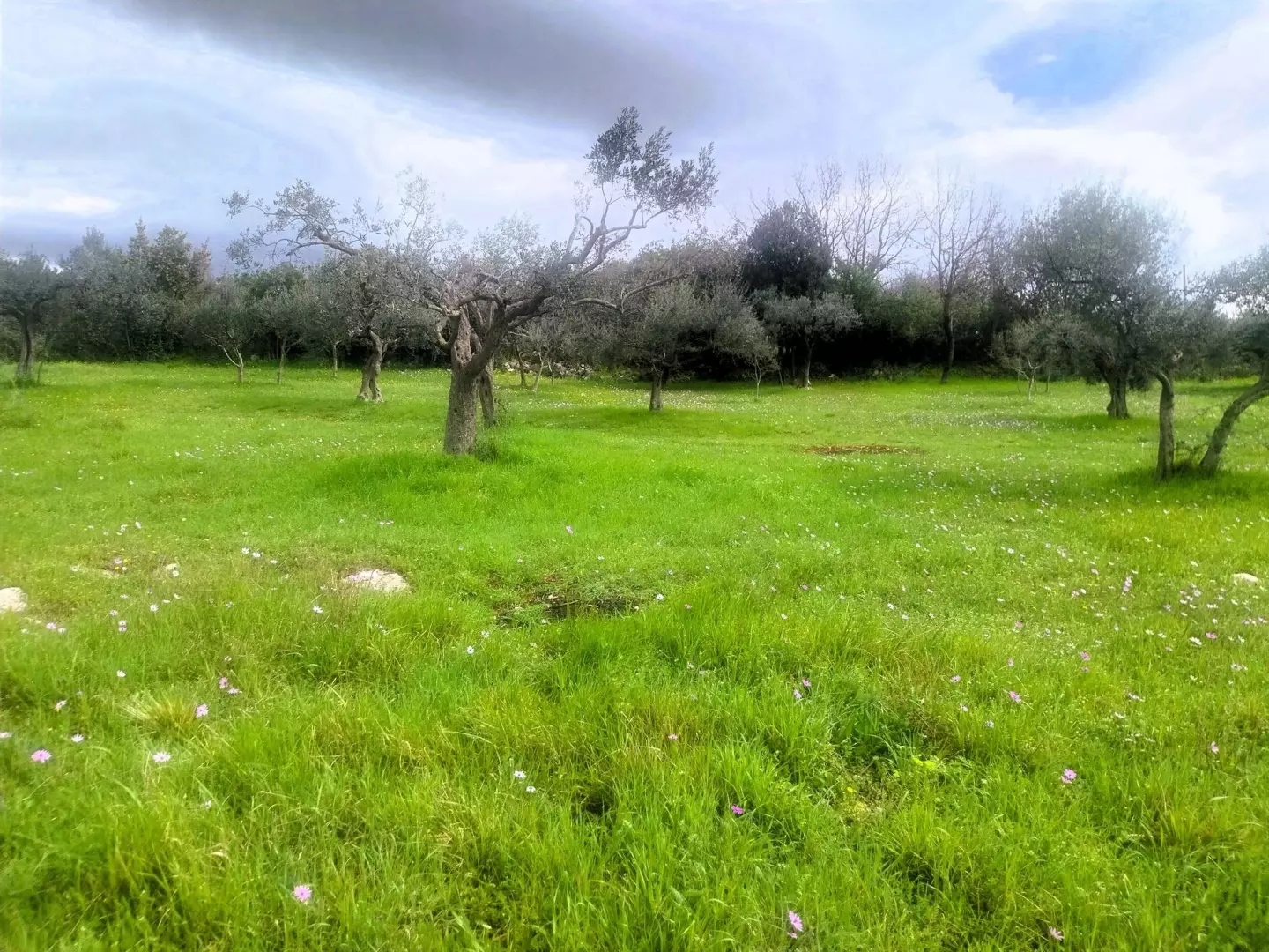 Land In Šijana, Croatia (3.353 M²)
