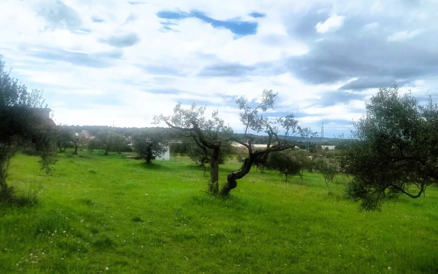Land In Šijana, Croatia (3.353 M²)