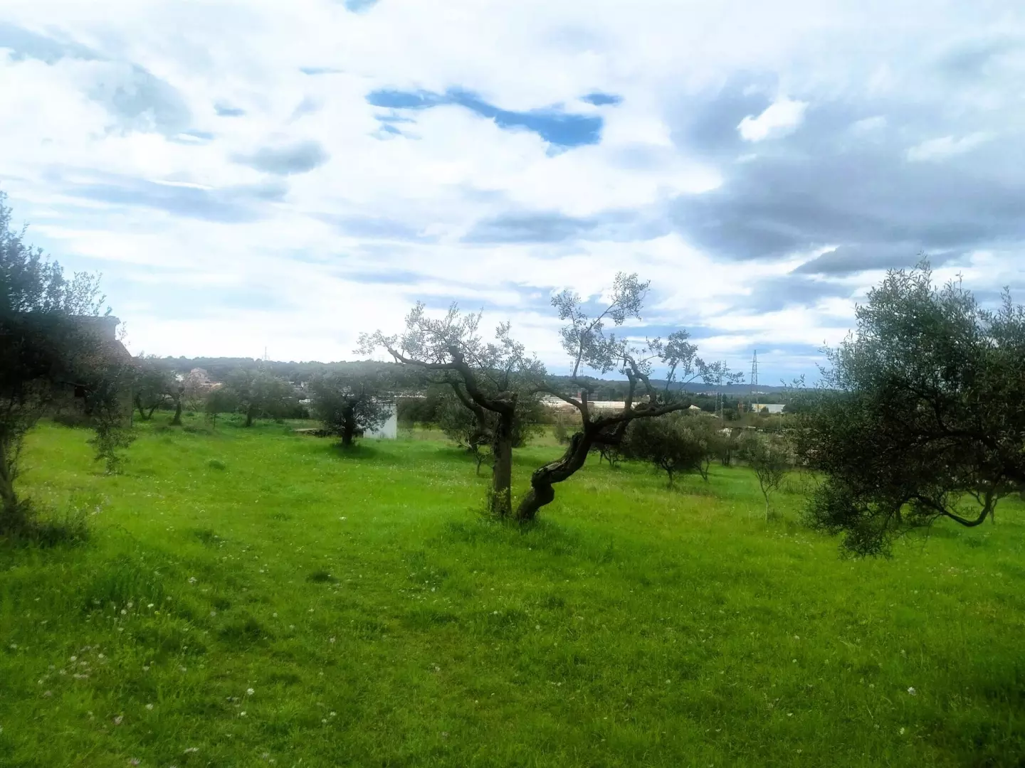 Land In Šijana, Croatia (3.353 M²)