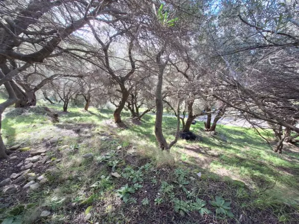 Land In Corfu, Greece