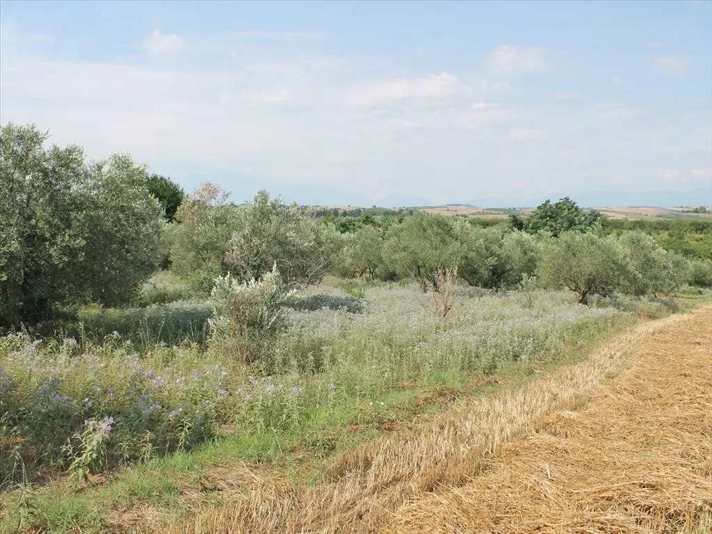 Land In Kolindros, Greece