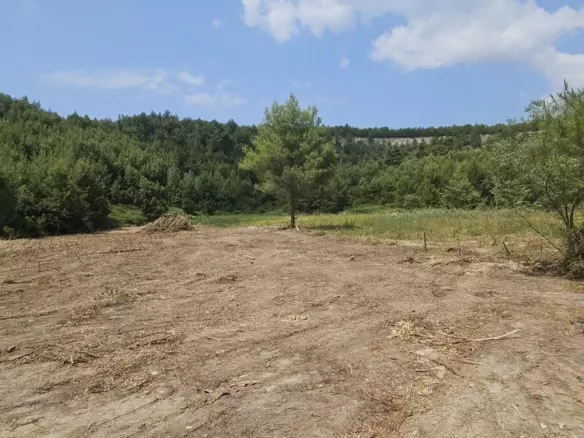 Land In Kassandra, Greece