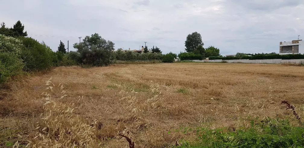 Land In Kassandra, Greece