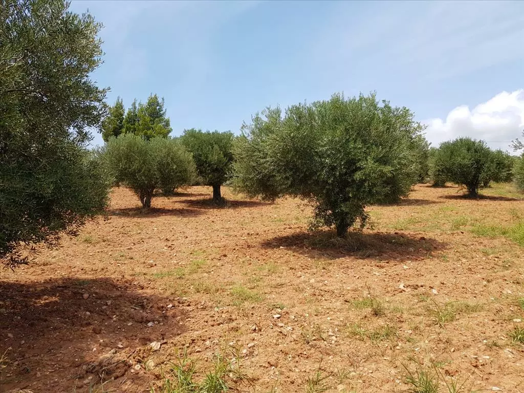 Land In Sithonia, Greece
