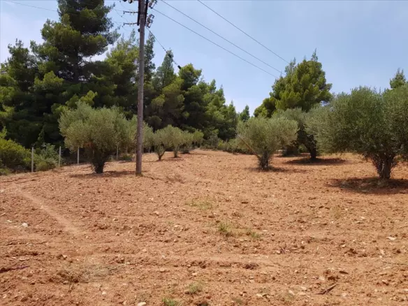 Land In Sithonia, Greece