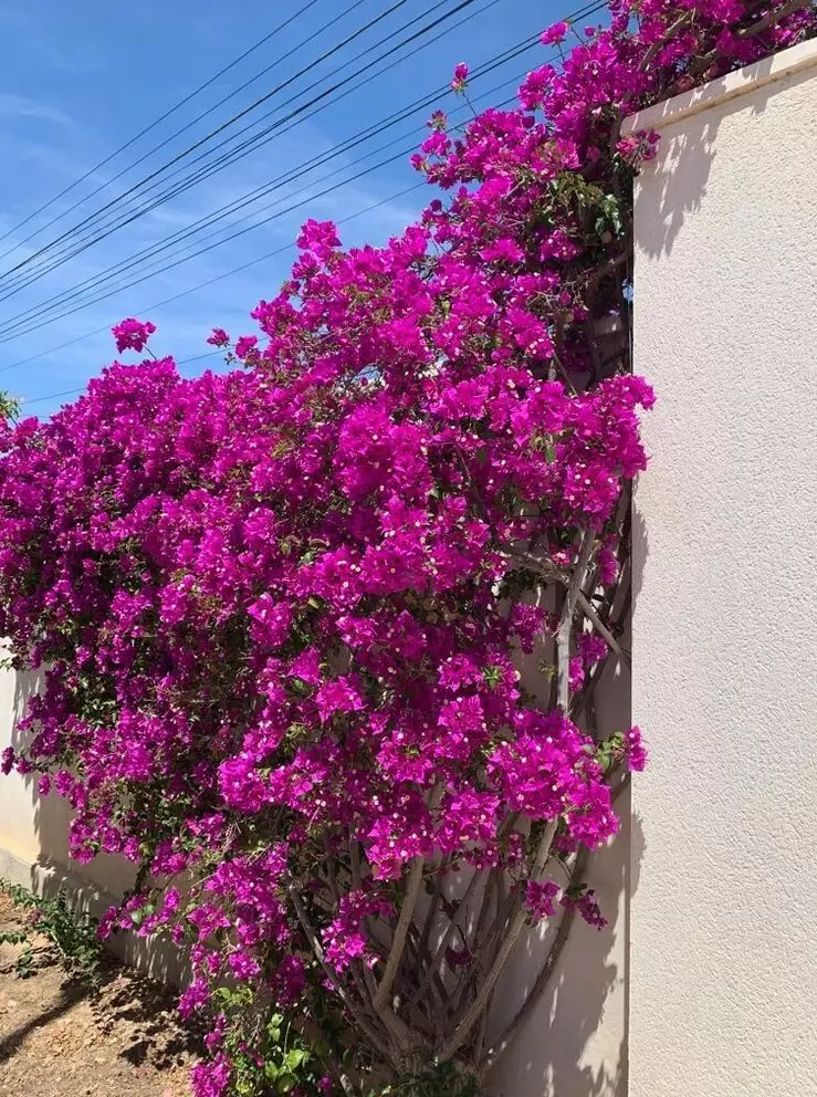 x-0ba280d99c92198b3605acfb-ed4403 3-bedroom Villa In Rojales, Spain (236 M²)
