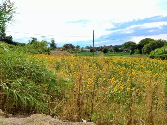 Land In Kassandra, Greece
