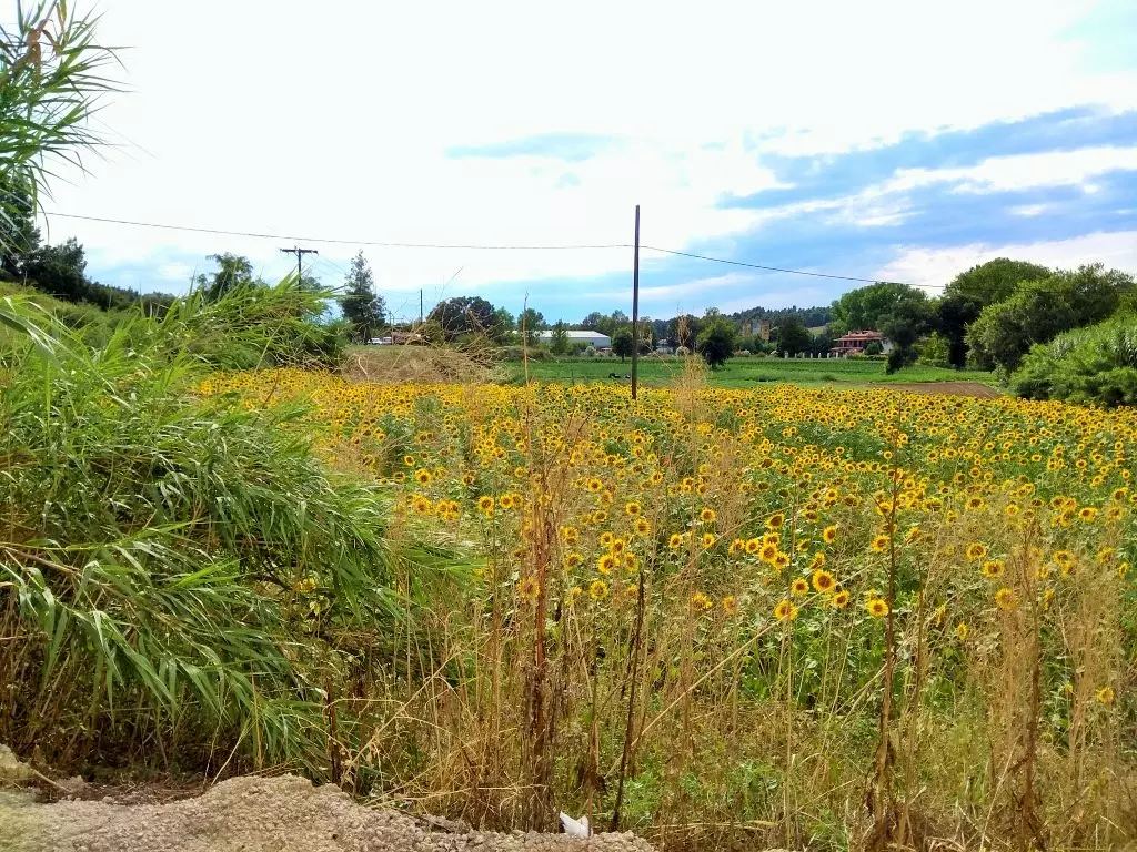 Land In Kassandra, Greece