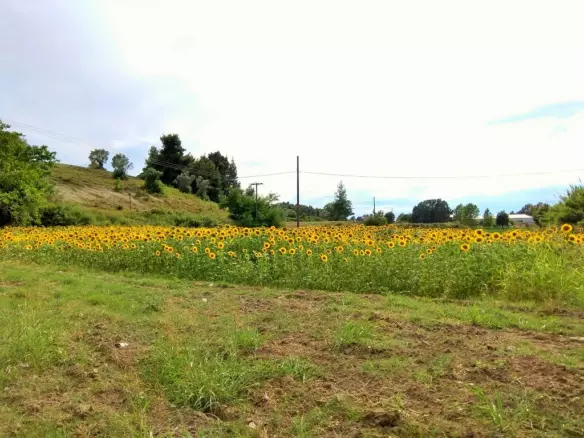 Land In Kassandra, Greece