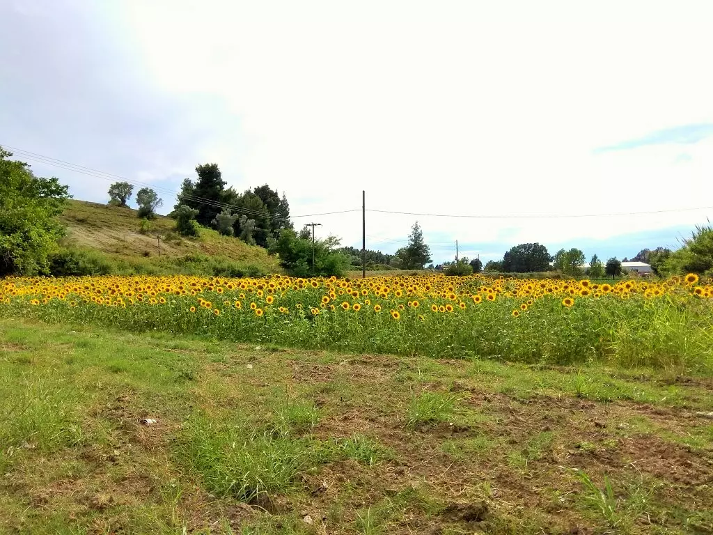 Land In Kassandra, Greece