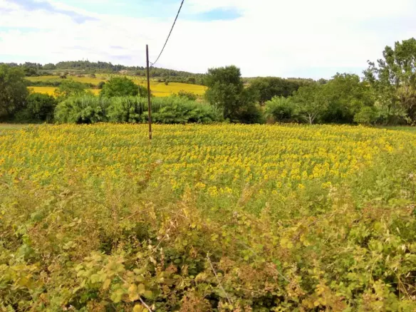 Land In Kassandra, Greece