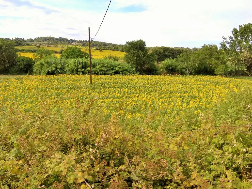 Land In Kassandra, Greece