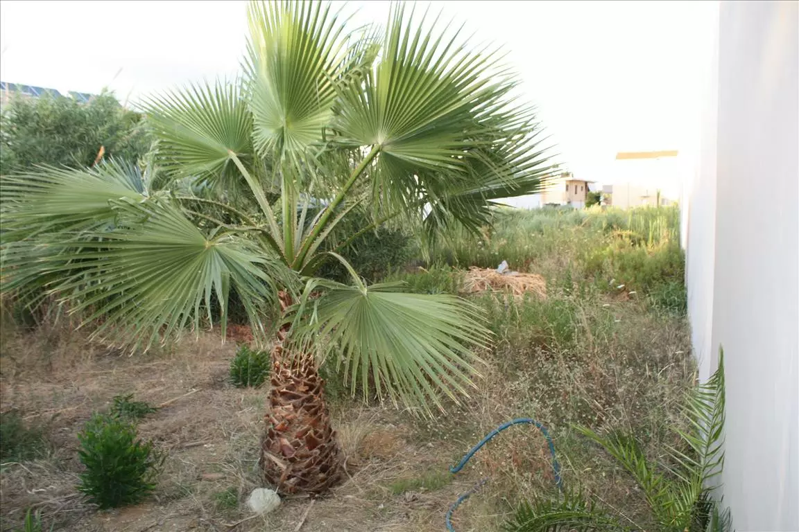 Land In Chania, Greece
