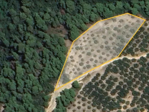 Land In Sithonia, Greece